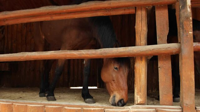 The Horse Stands In The Stable Of A Country Club