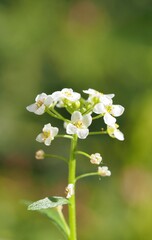 white flowers in the garden