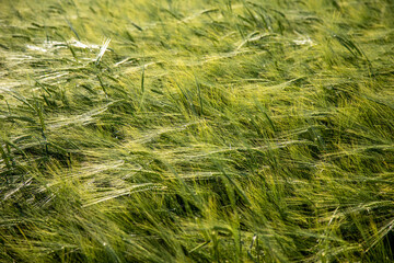 green barley field in spring