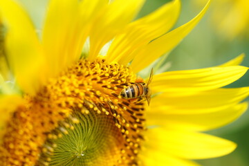 ヒマワリとミツバチ