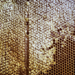 hexagon structure is honeycomb from bee hive filled with golden honey