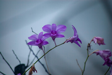 purple orchid on a dark background