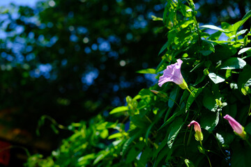 Calystegia pubescens(hirugao)