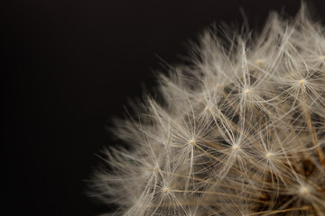 Dandelion flower head. Macro photo.