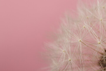 Dandelion flower head. Macro photo.