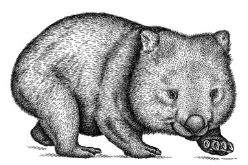Obraz premium black and white engrave isolated wombat illustration