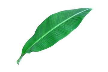 Banana leaf isolated on white background