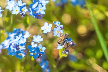 Big bee on a little blue flower.