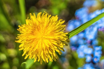 Blooming dandelion among blue forget-me-nots.
