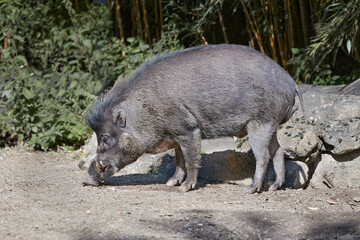 Wild grey pig in the zoo