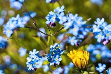 Bright blue half-dressed forget-me-nots as an abstract background.