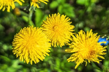 Gorgeous yellow dandelions on a green background.