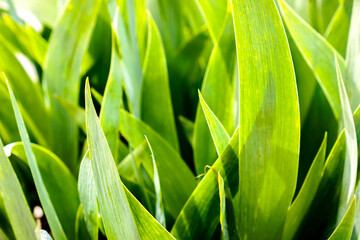 Obraz premium strong fresh green naturals leaves as pattern