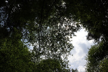 日本の山奥の景色