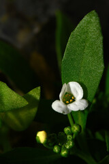 small flowers white alissum macro photography
