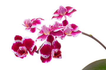 Purple white orchid flowers