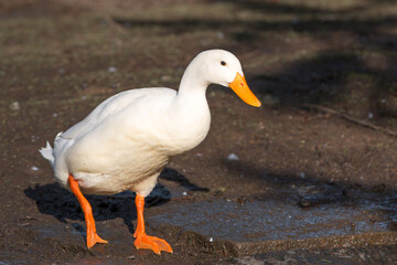 White Goose (in german Hausgans)