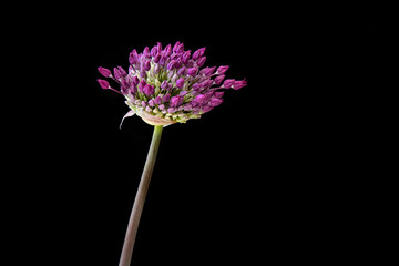 a single allium seedhead shot against a black background, space for text, macro, close up shot