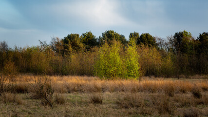 English meadow in spring time in evening light.