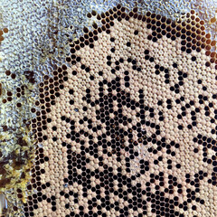 hexagon structure is honeycomb from bee hive filled with golden honey