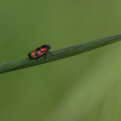 Froghopper