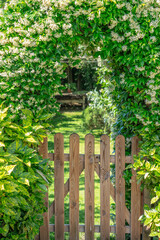 gate in the garden with booming jasmine