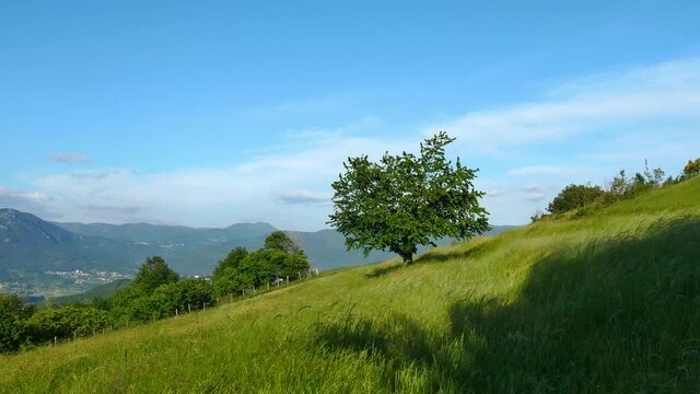 large grassfield with a big charry tree in the center on a windy day in spring