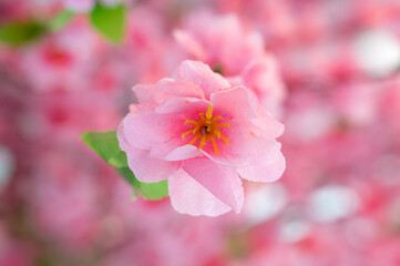 Closeup colorful decoration pink artificial Cherry blossom flowers. Selective focus wallpaper. Abstract blurred background.