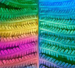 Obraz premium beautiful fern leaf background pattern freshness decoration