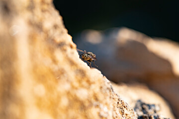 Common house fly in habitable environments located in an open  open.   
 In spring this insects make their appearance in all social  and human settings 
