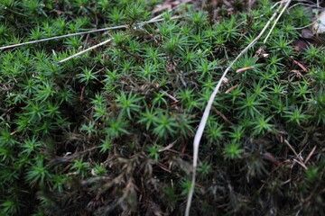 green grass in the garden