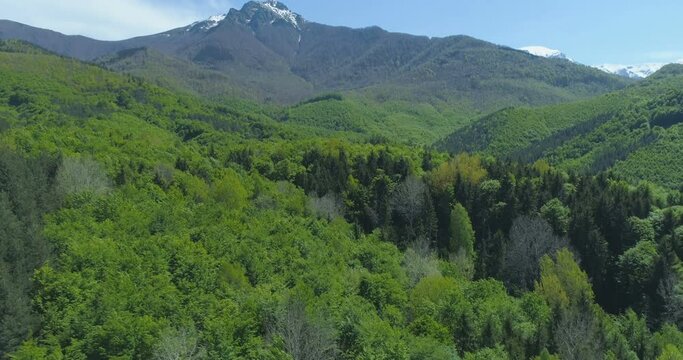 Scenic dense green forest in the spring. Mountain range in Bulgaria in sunny day