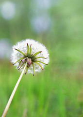 Dandelion close-up on a green background
