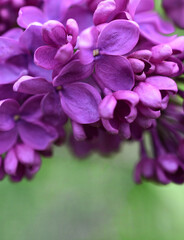 Fototapeta na wymiar Lilac branch close-up on a green background