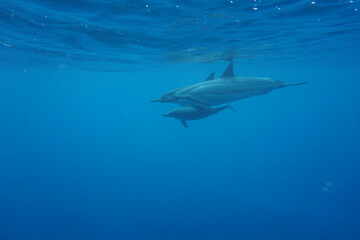 野生のイルカと泳ぐ