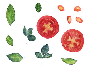 Watercolor set of tomato, chilli slices, seasonal greens isolated on white background, top view. Clip art. Healthy organic food.