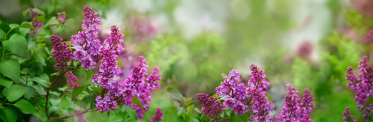 Fototapeta na wymiar Branches of lilac flowers. Lilac shrubs flowering in spring time. Spring banner. Floral background.