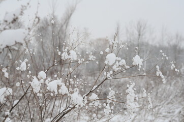 Winter landscape with snow covered trees