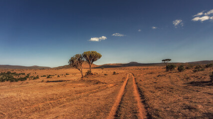 One tree and a road - National park Maasai Mara - Kenya