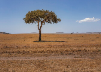 Obraz premium One tree - National park Maasai Mara - Kenya