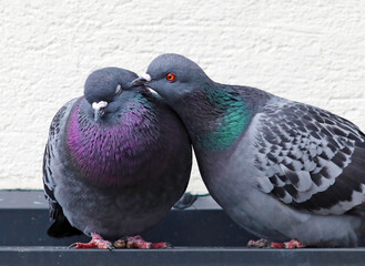 Cute couple of loving and colorful pigeons mating. Common city doves (Columba livia) standing on the roof of a building after building their nest. Animals in the city. 