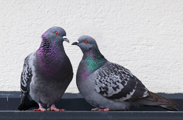 Cute couple of loving and colorful pigeons mating. Common city doves (Columba livia) standing on the roof of a building after building their nest. Animals in the city. 