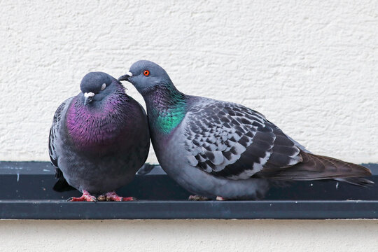 Cute couple of loving and colorful pigeons mating. Common city doves (Columba livia) standing on the roof of a building after building their nest. Animals in the city. 