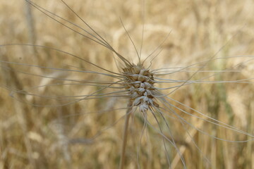 spike of oats, wheat close-up of a field with a setting sunset pink sun, ears of barley in a...