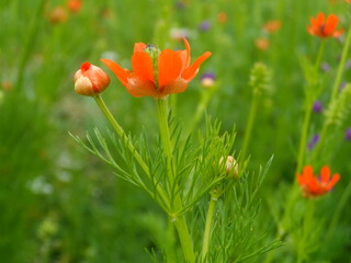 Adonis aestivalis. Flower pheasant's eye. Orange Flower.