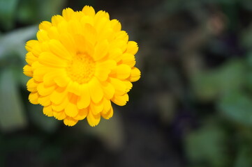Ringelblume