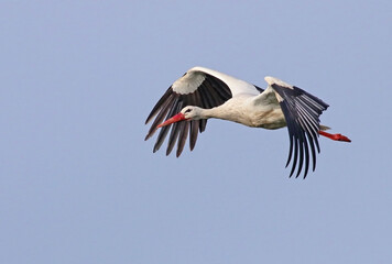 Beautiful white stork (Ciconia ciconia) in flight. Migratory bird from Africa spending the winter in Europe (Lugo,  Spain). Colorful wild bird background. Stork bringing branches to build the nest. © Fernando