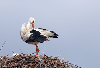 Beautiful white stork (Ciconia ciconia) resting on its nest. Big migratory bird from Africa spending the winter in Lugo, Galicia, Spain. Colorful wild bird background. Stork building nest.