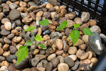 Saplings of papaya trees grown in the aquaponics system