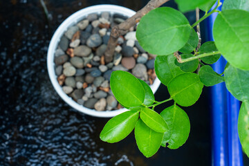 Lime tree grown in the aquaponics system.